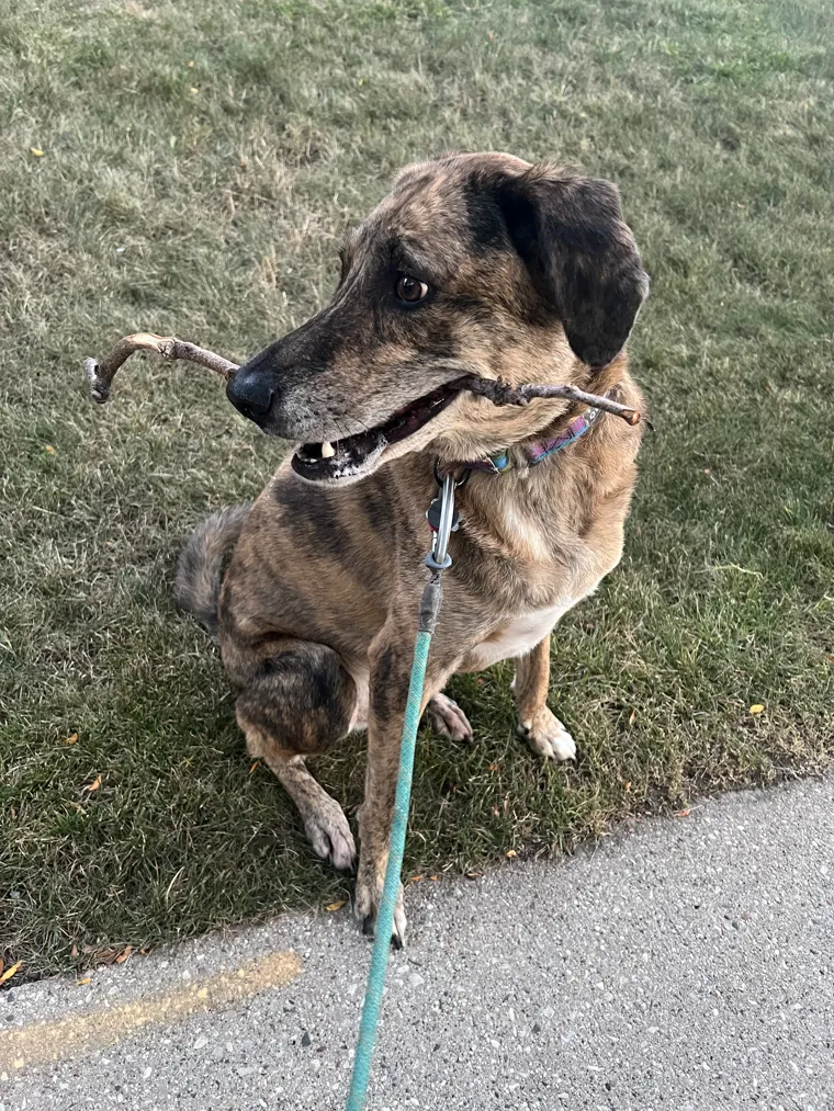 Goose, one of David's dogs