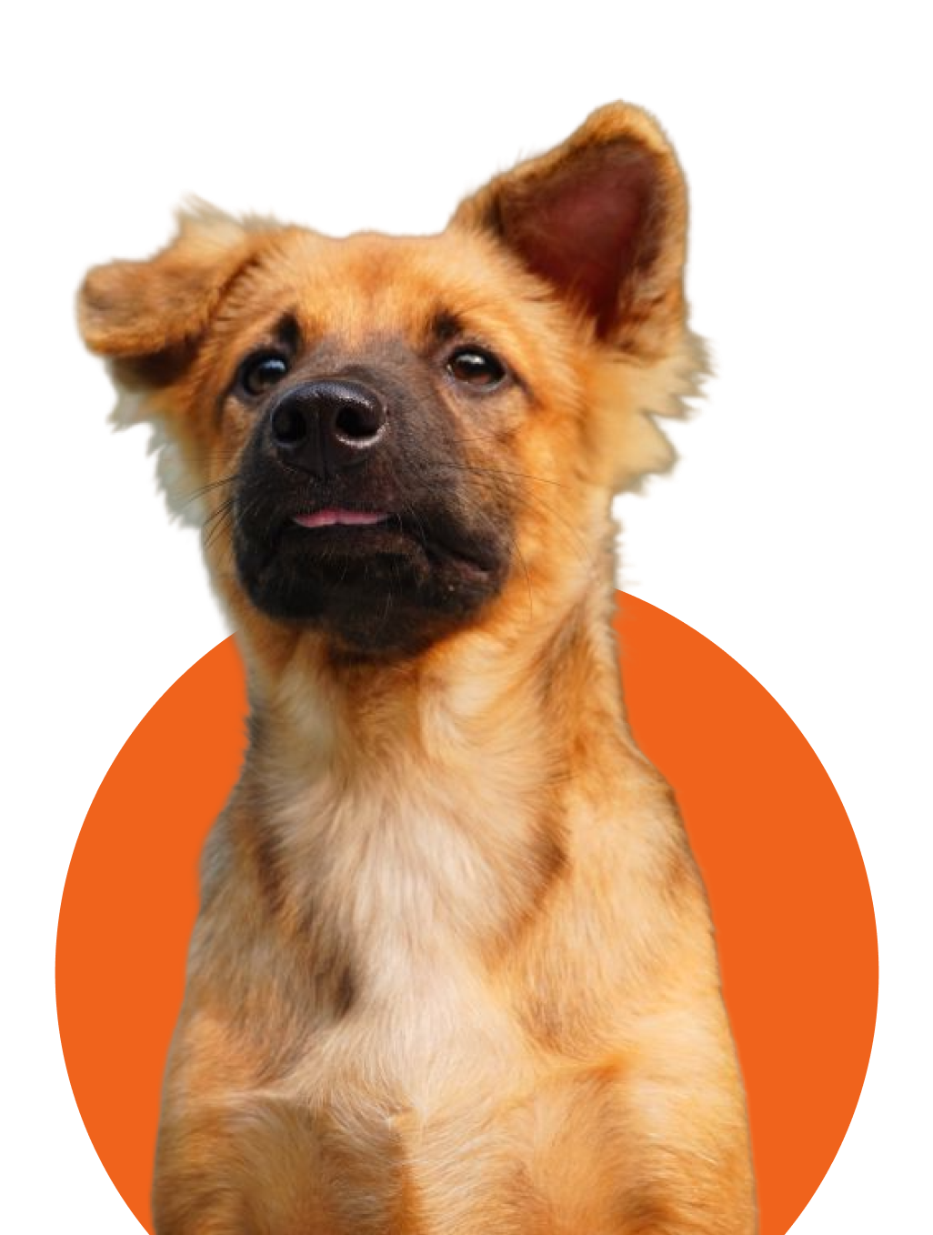 A happy Riverwest dog ready for a walk