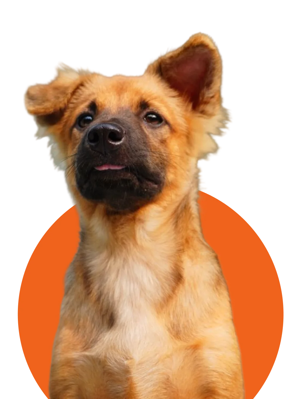 A happy Riverwest dog ready for a walk