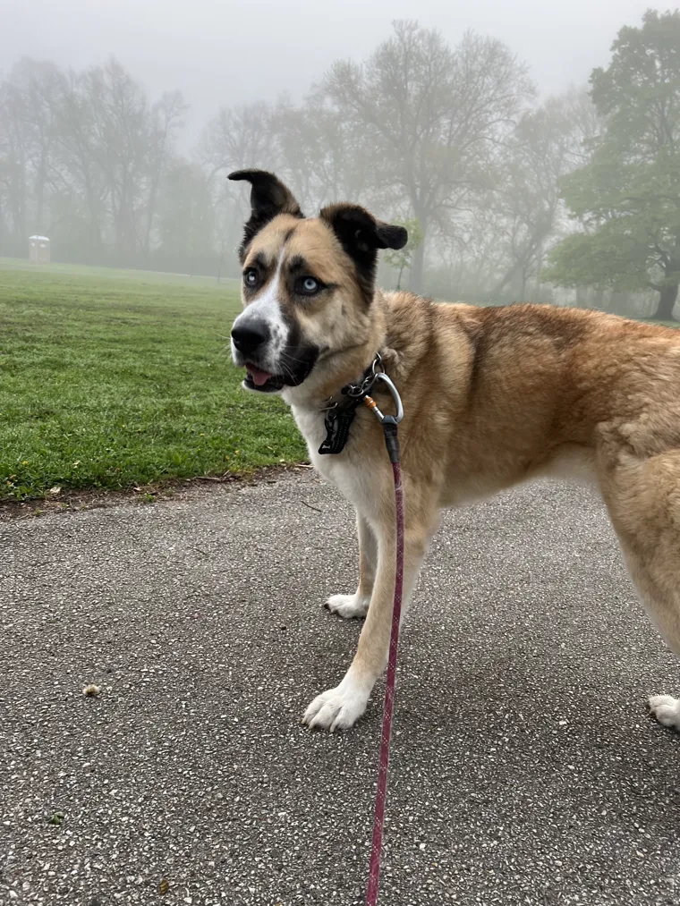 Trout, one of David's dogs